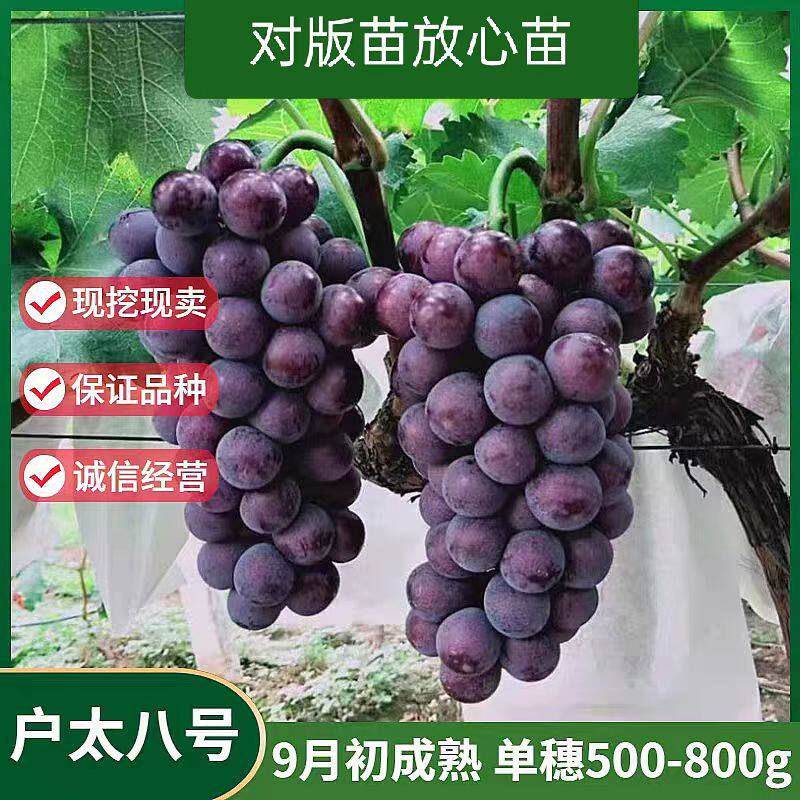 户太八号葡萄苗爬藤庭院葡萄树苗地栽耐寒大果沪太8号果苗南北方