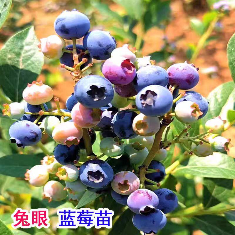 耐寒兔眼蓝莓树果苗特大号蓝莓苗南方北方种植盆栽地栽庭院果树苗
