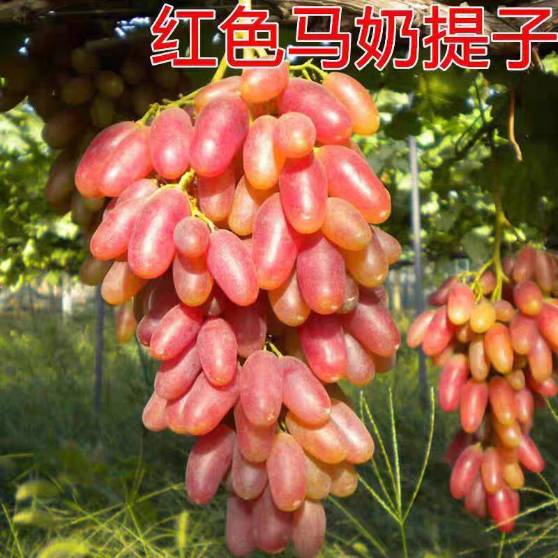 新品种红色马奶提子苗葡萄苗南北方种植盆栽地栽葡萄树苗提子树苗