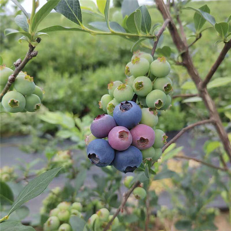 美登蓝莓树果苗南北方种植当年结果盆栽地栽特大蓝莓苗蓝莓苗