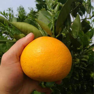 正宗常山胡柚树苗嫁接柚子果苗蜜柚苗阳台庭院盆栽地栽南北方种植