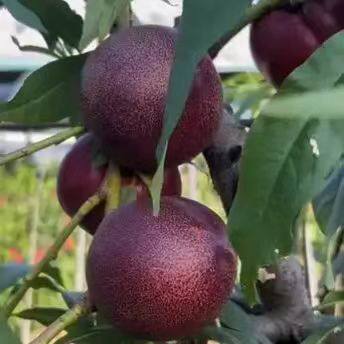 新品种特大油桃树苗6月极早熟黑皮158油桃树果苗黑炭头脆甜油桃苗