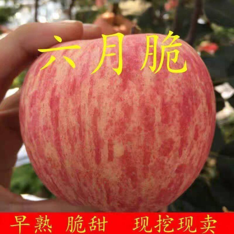 苹果树苗嫁接早熟品种六月脆甜苹果树苗南北方种植地栽嫁接红富士