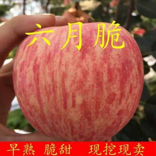 苹果树苗嫁接早熟品种六月脆甜苹果树苗南北方种植地栽嫁接红富士