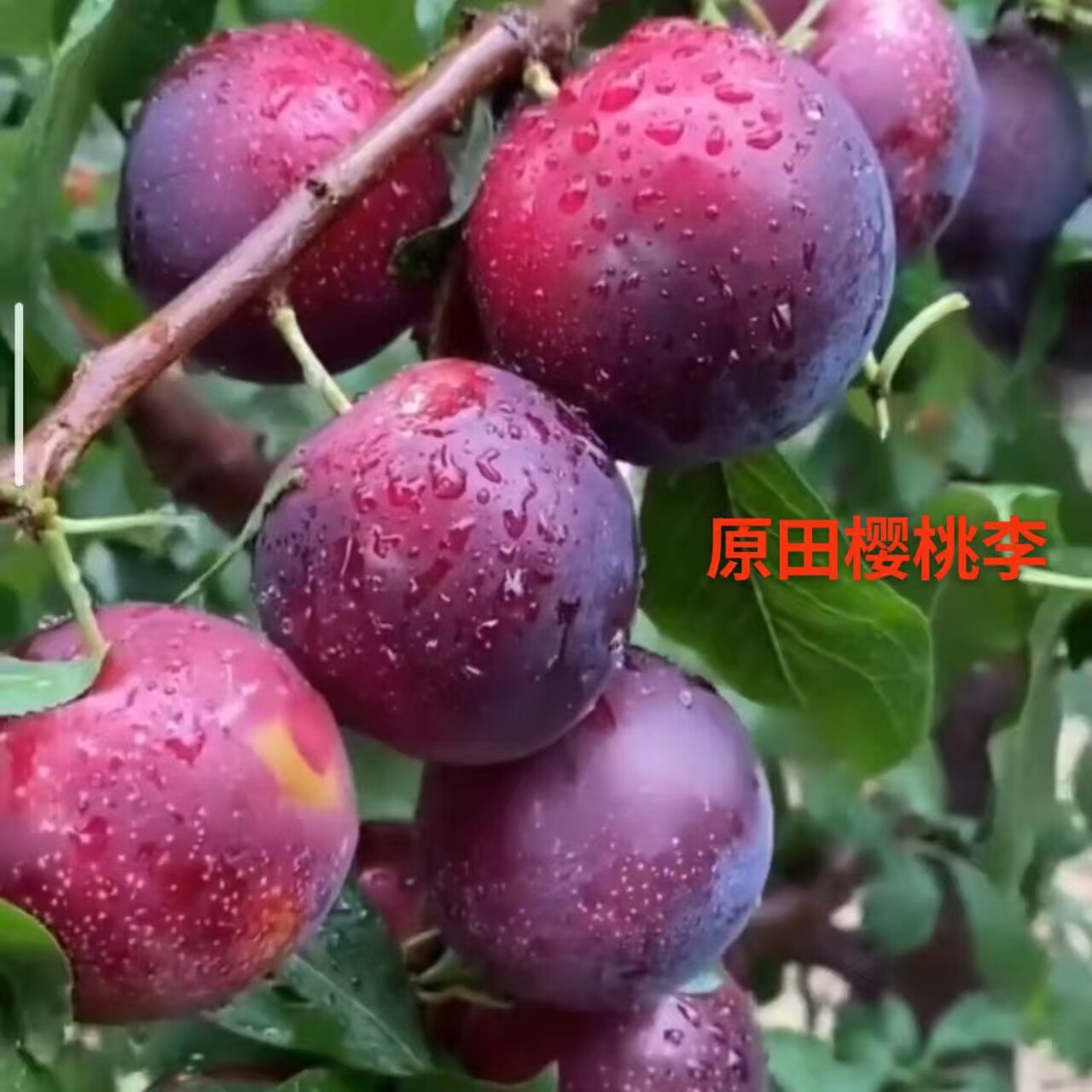 原田樱桃李苗日本引进新品种纯甜李子树苗抗病性强丰产地栽盆栽地