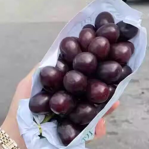 黑钻晴王葡萄苗嫁接黑色极香葡萄树苗黑色阳光玫瑰耐寒爬藤果熟苗