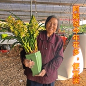 鲜花盆栽兰花蕙兰香兰带花苞水果香糖果味浓郁好易养活绿植盆栽