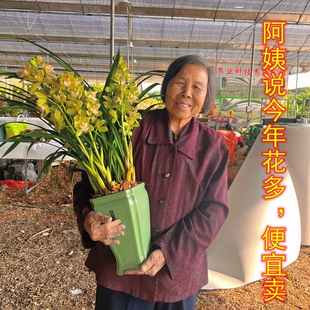 鲜花盆栽兰花蕙兰香兰带花苞水果香糖果味浓郁好易养活绿植盆栽