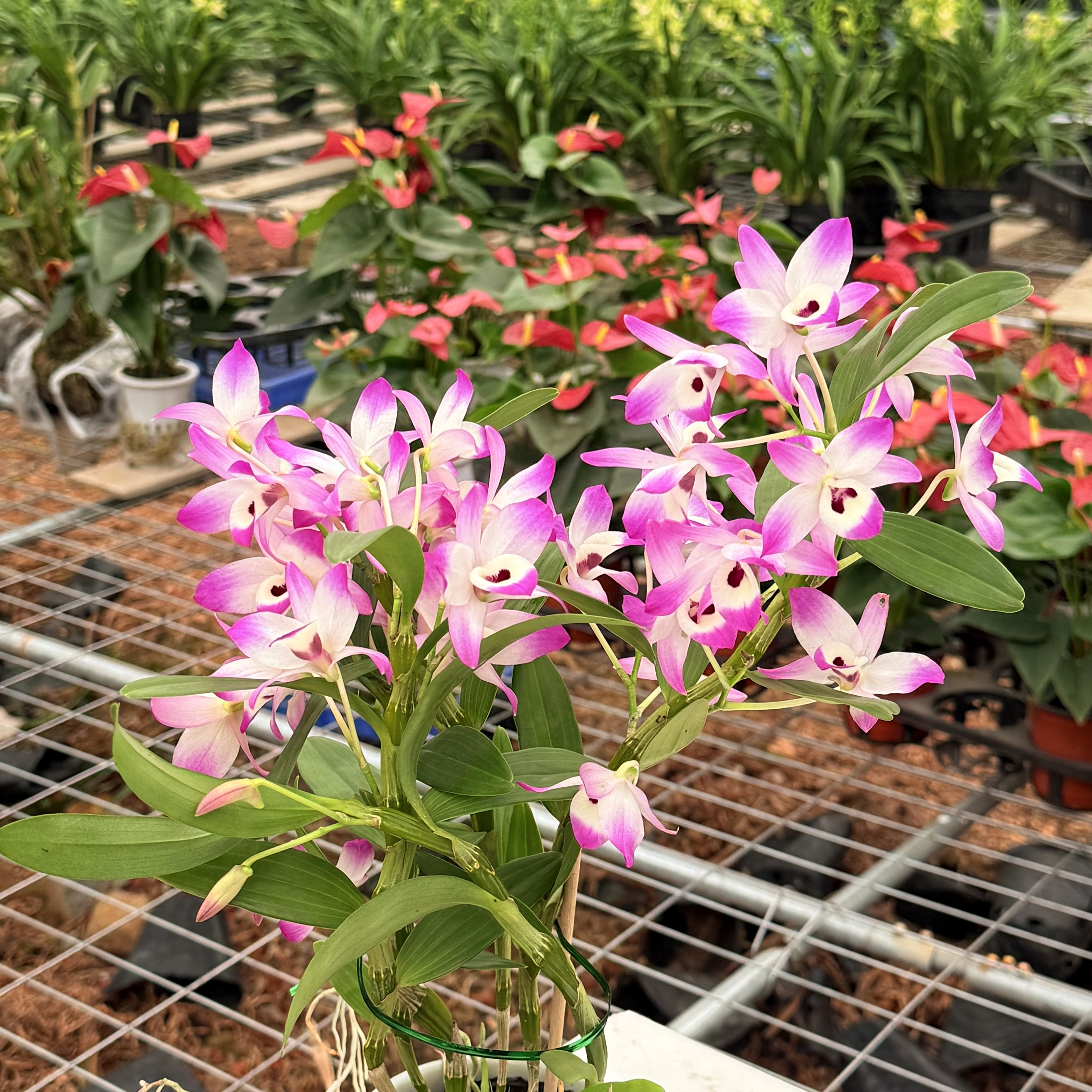 花卉盆栽天等樱石斛春石斛兰盆栽开花浓香易养室内外绿植