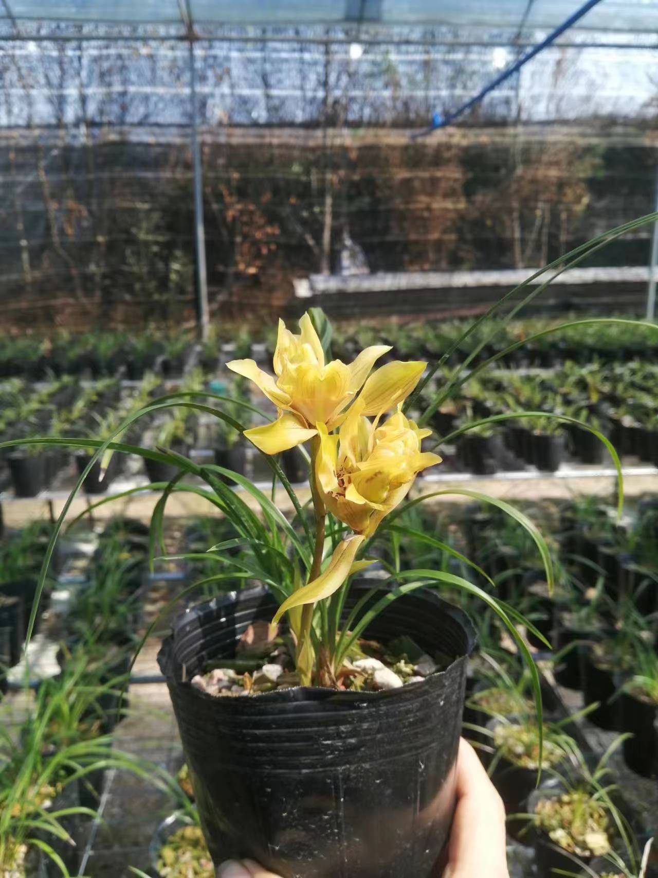 【春兰黄金牡丹】兰花苗青苗浓香型好养活室内原盆原土绿植盆栽