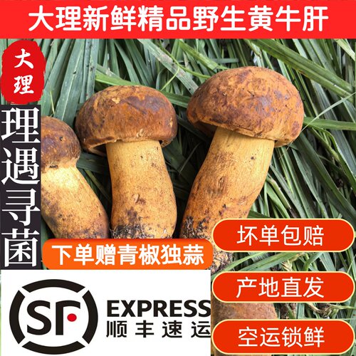 云南大理黄牛肝黄濑头