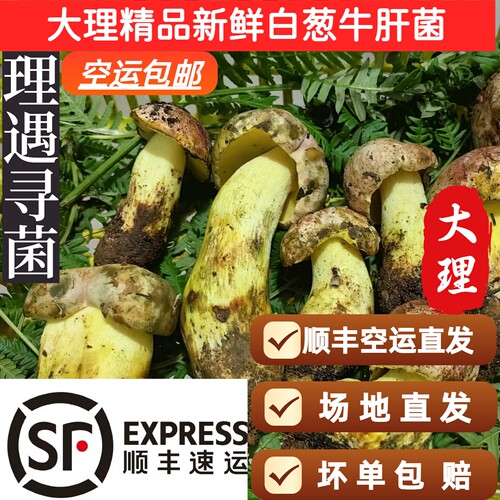 云南大理白葱见手青白牛肝菌