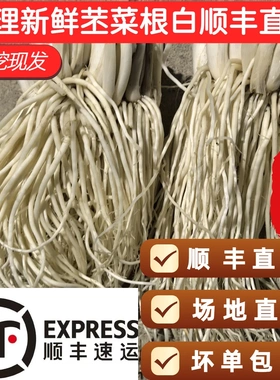 大理顺丰直发新鲜撇菜根瓦味配料纯须不带菜杆佤味苤菜根精品挑选