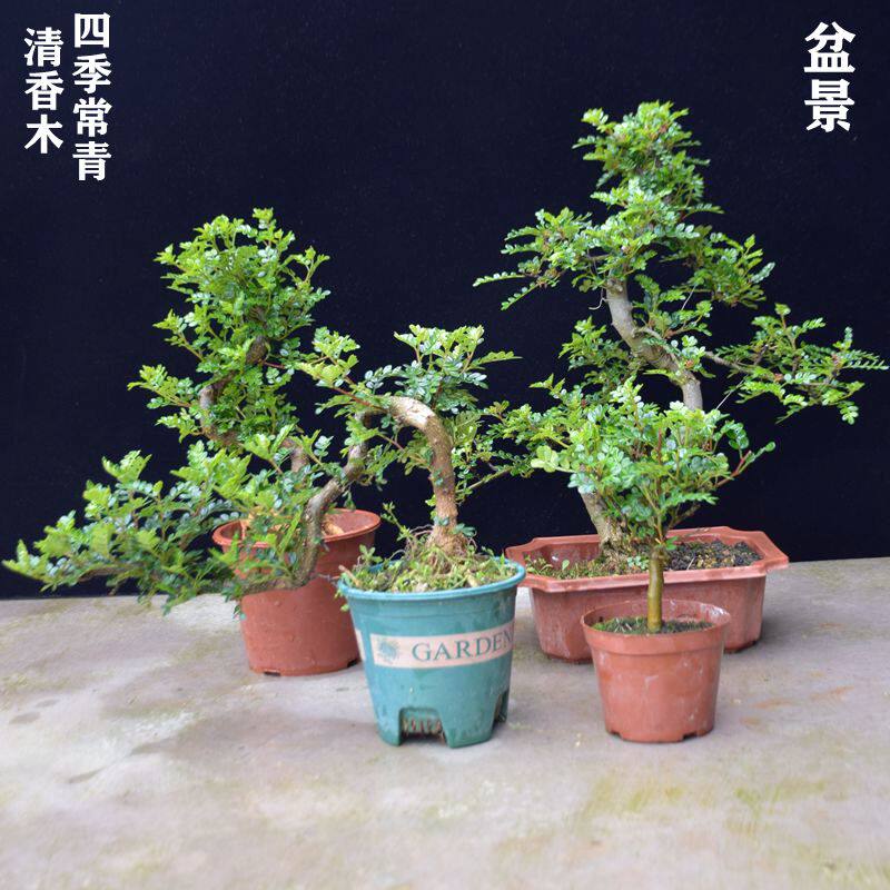 清香木盆景福建茶罗汉松花卉盆栽绿植老桩室内