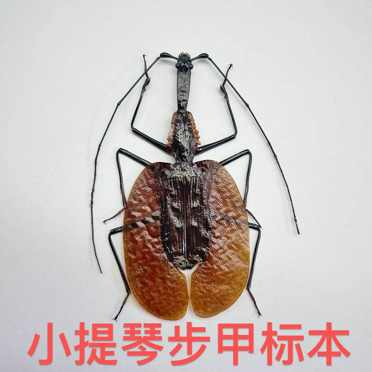 小提琴步甲真昆虫甲虫标本素材手工创意小众礼物科普摆件