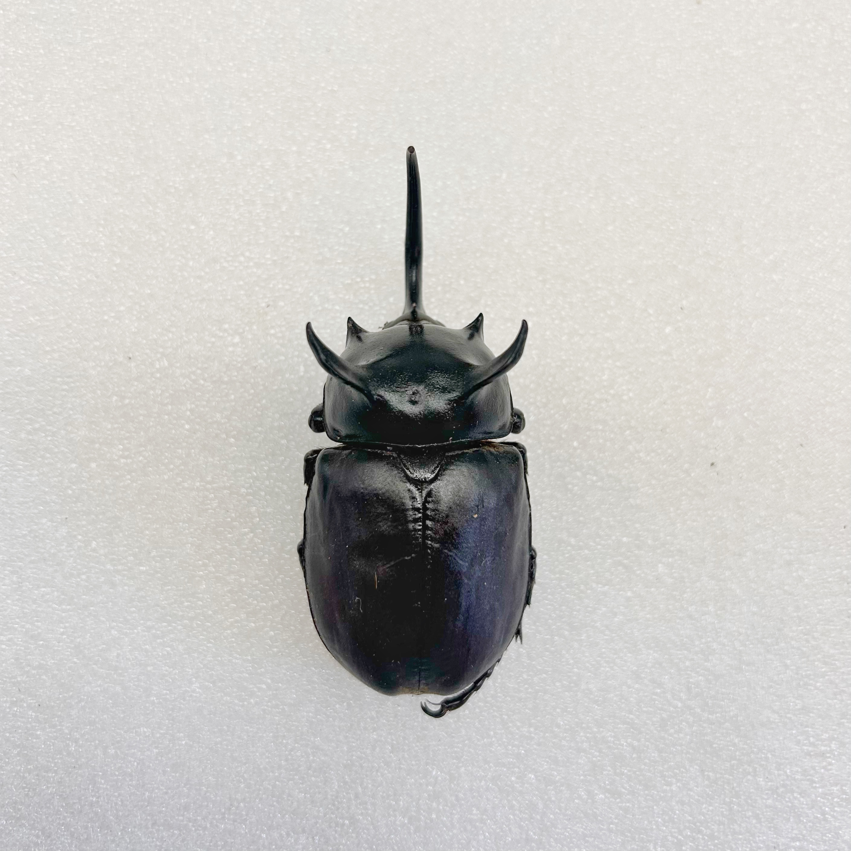 黑五角大兜真昆虫甲虫标本素材手工创意小众礼物科普教具收藏