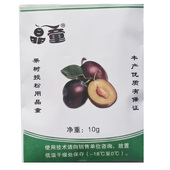 晶童五月脆红西梅李子花粉人工授粉蜂糖李醉李法兰西凤凰李10克