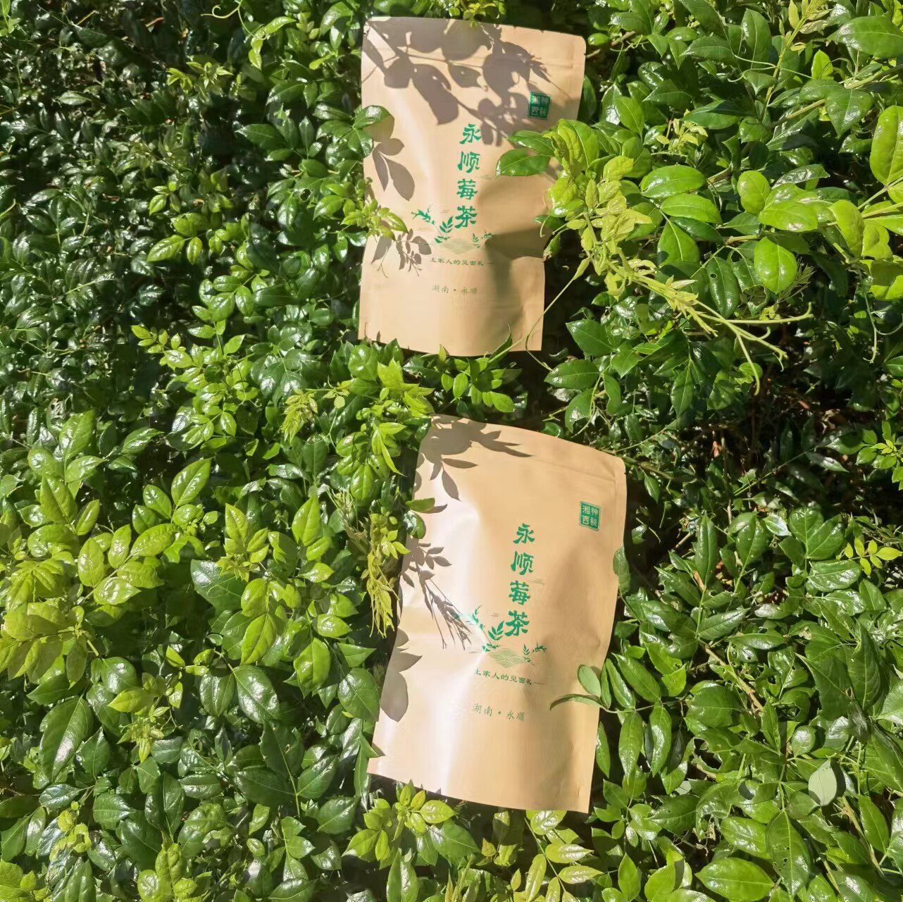 永顺莓茶特级芽尖黄酮养生茶