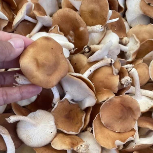 贵州遵义新鲜现摘现发香菇香蕈小香菇香信马桑菌香樟菌蘑菇食用菌