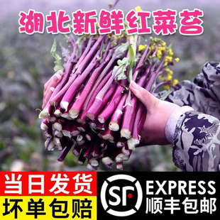 湖北洪湖新鲜红菜苔紫菜苔洪山菜薹农家自种蔬菜现摘现发顺丰