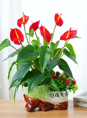 红掌胶花高品质盆花假花仿真花