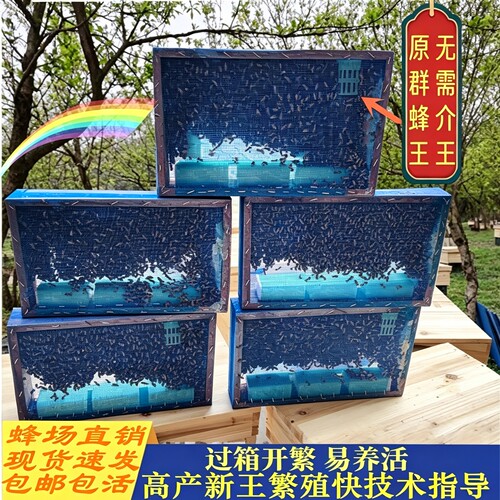 带王笼蜂足称24小时内发货不带脾