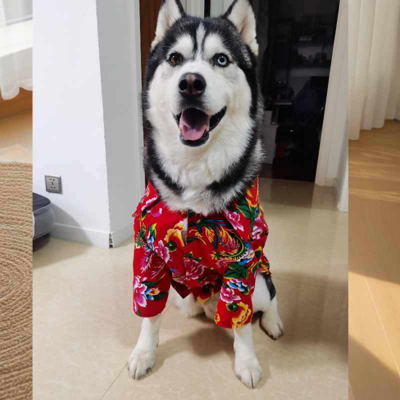 宠物衣服东北翠花风柯基金毛萨摩耶二哈柴犬两脚衣服春夏狗狗衬衣