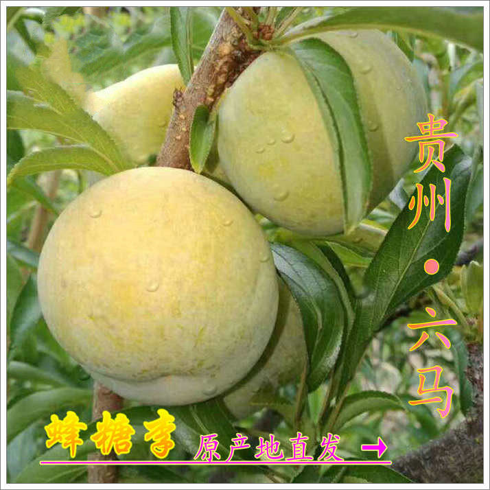 贵州镇宁特产六马蜂糖李新鲜脱骨李甜脆孕妇现摘大果5斤礼盒包邮