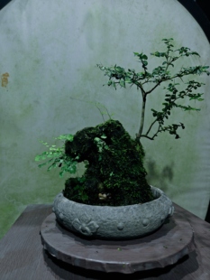 吴定石附寿庭木铁线蕨石头高17总高32长18厚9不含盆