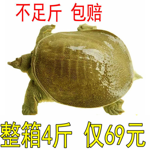 【鱼塘搬迁 清仓处理】公雄大甲鱼活体鲜活食用水产品滋补营养