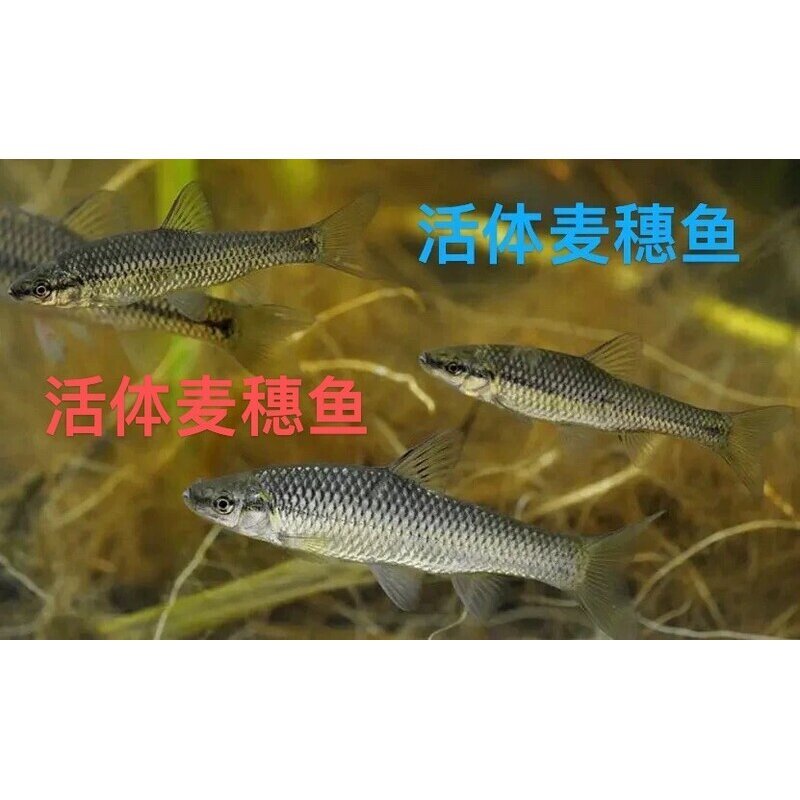 淡水活体麦穗鱼观赏鱼饲料鱼喂龙鱼鳜鱼鲈鱼乌龟冷水淡水鱼饲料鱼