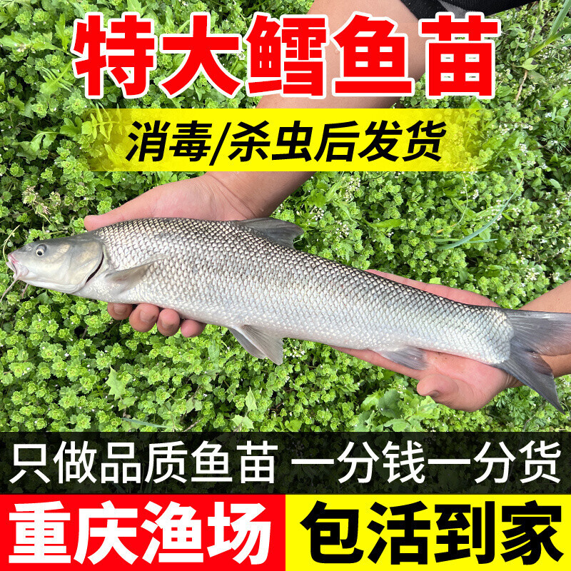 银鳕鱼苗淡水养殖鳕鱼苗食用大鳞鲃鱼苗活鱼苗养殖观赏银雪活鱼苗