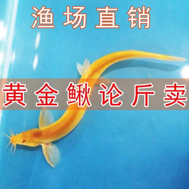 黄金泥鳅清道夫金龙鳅好养淡水鱼原生鱼耐活观赏鱼包邮
