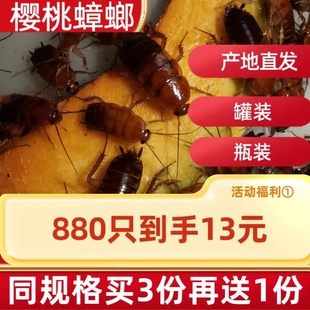 樱桃红蟑螂饲料守宫蜘蛛面包虫杜比亚大麦虫蚂蚁樱桃蟑螂