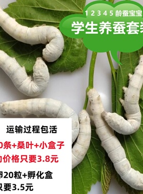 1-5龄蚕宝宝活体学生养蚕套装巨型5龄送新鲜桑叶白色家蚕爬虫宠物