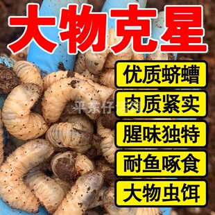 【赔钱冲量】老母虫核桃虫活虫蛴螬白土蚕野钓专攻大鱼草鲤鱼虫饵