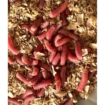 2024新货鲜活红蛆虫溪流石斑鱼马口白条鲫鱼野钓绝杀盒装饵料红蛆