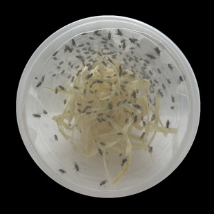 残翅大果蝇挤压瓶喂食器果蝇杯螳螂跳蛛蜘蛛蝎子壁虎蛙鱼活体饲料