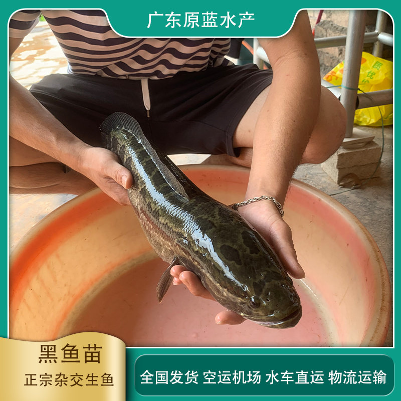 黑鱼苗活体乌鱼苗杂交小黑鱼塘养殖鱼缸观赏生鱼苗财鱼苗淡水鱼
