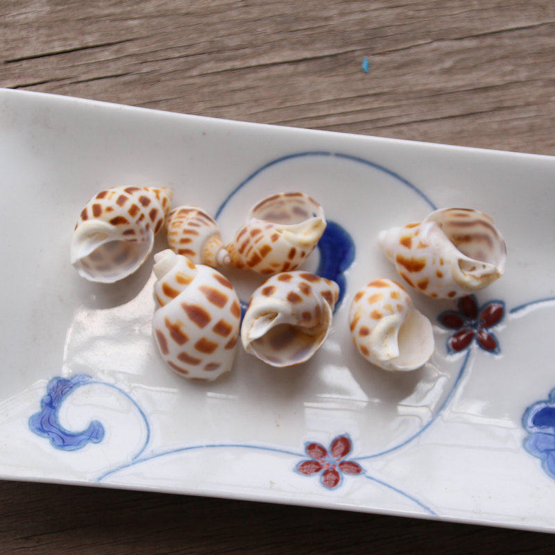 天然海螺壳吊坠  豹纹花螺丝壳贝壳饰品配件耳饰装饰 diy手作材料