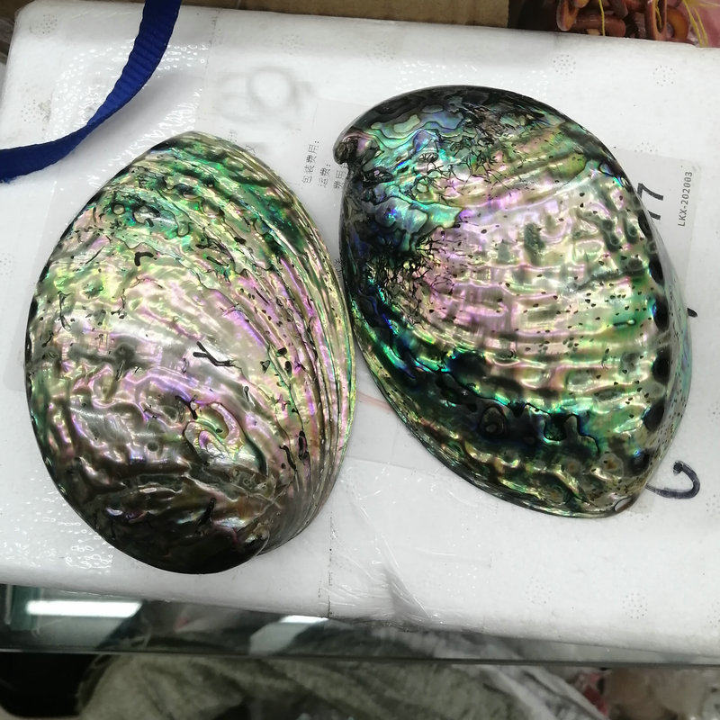 diy天然摆件手作风鲍鱼贝