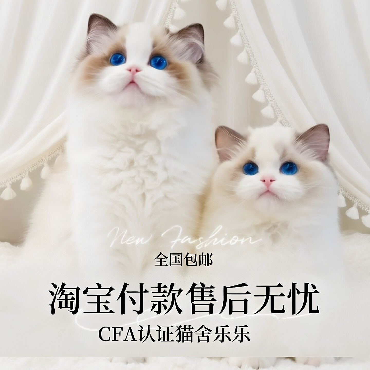 布偶猫幼猫纯种蓝双海双山猫长毛赛级仙女猫幼崽活物宠物猫咪活体