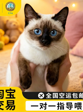 纯种暹罗猫活体星罗猫泰国猫星逻猫小猫活物宠物猫咪幼崽暹罗幼猫