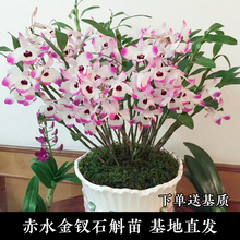 贵州赤水金钗石斛苗盆栽景霍山铁皮大丛新鲜卉绿植室内外种苗基地