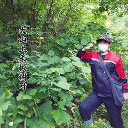 椴树叶子干品玻璃叶菠萝叶剥了叶桲椤叶饼胡叶包粘豆包粽子叶50片