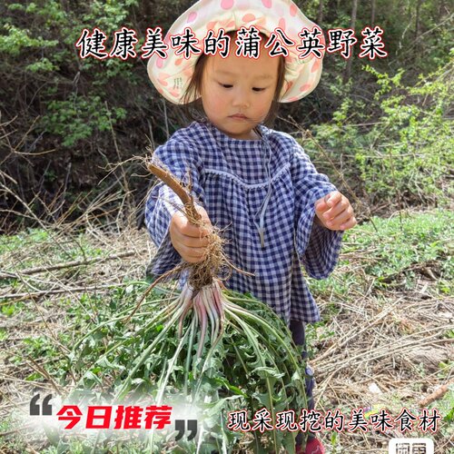 蒲公英野菜新鲜现挖蘸酱炒吃凉拌
