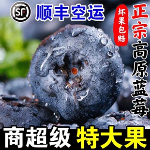云南高山蓝莓新鲜水果当季现摘现发孕妇水果