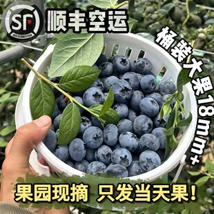 现摘云南花香蓝莓当季新鲜水果高山脆甜老树蓝莓大果整箱包邮