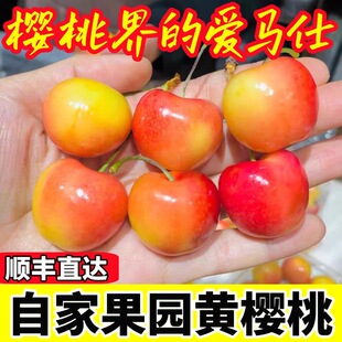 大樱桃水晶四川车厘子新鲜水果当季现摘现发孕妇脆甜多汁顺丰包邮