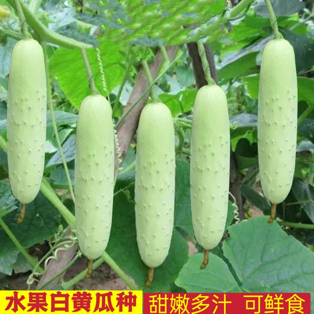 水果白瓜种孑白玉黄瓜白青瓜秧苗盆栽庭院早熟春秋季农家蔬菜种子图片